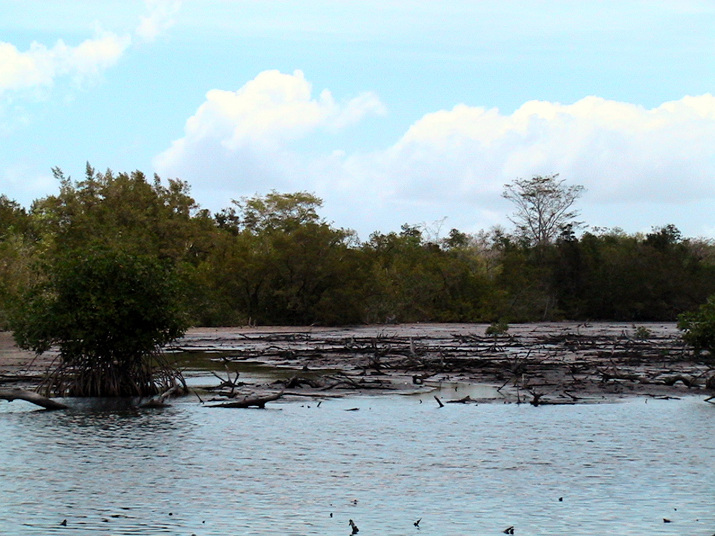 25 - Mangrove 022.jpg